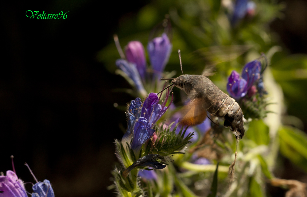 Macroglossum stellarum